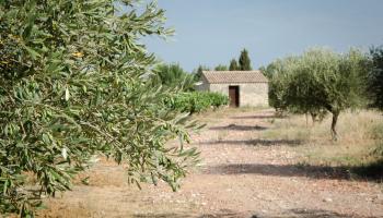 VISITE LIBRE DU VIGNOBLE AVEC SUPPORTS EXPLICATIFS ET DÉGUSTATION