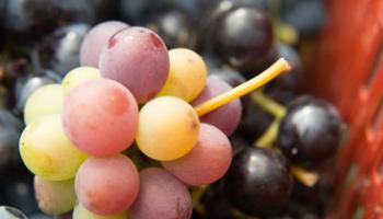 VENDANGES MANUELLES